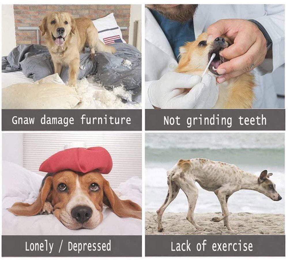 3 Pcs Flyer Dog Toy, Frisbee, Lightweight, Durable and Water Resistant, Great for Beach and Pool, 10 inch diameter, for Medium/Large Breeds